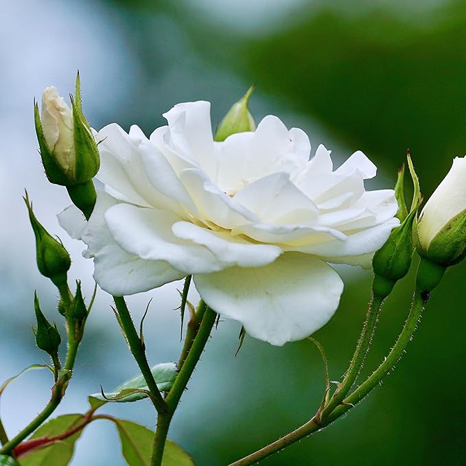 Essences Bulgaria | Organic White Rose Floral Water 4.7 Fl Oz | 140ml | Rosa alba | 100% Pure and Natural | Anti-Age Refreshing Beauty Mist | Alcohol-Free | Makeup Remover | Hydrating | Vegan