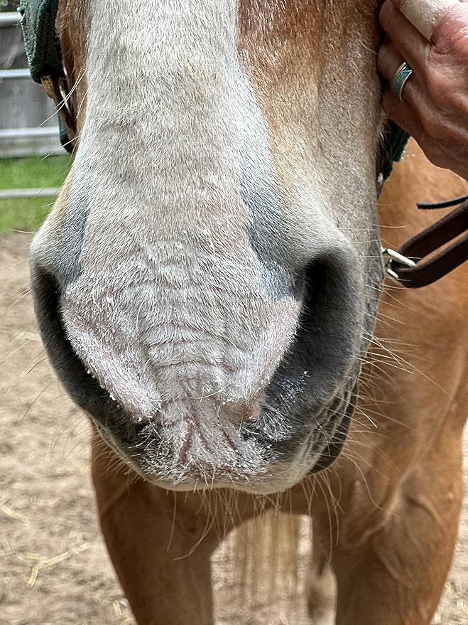 Sunscreen for Horses - Pure Sole Sun Block Cream |Nose Sun Protection and Sensitive Pink Horse Skin |Made with Safe Non-Nano Zinc Oxide-and Moisturizing Natural SPF Ingredients| Use Year Round - 8 oz.